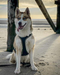 Vanausbau-Vanlife-Sprinterausbau-Wohnmobil-Selbstausbau-Deutsch-Anleitung-Van_Tusky-Sankt-Peter-Ording-Strand-Vanlife-Husky-Nordsee