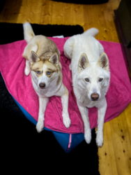 Vanausbau-Vanlife-Sprinterausbau-Wohnmobil-Selbstausbau-Deutsch-Anleitung-Van_Tusky-Hunde-Schlafsack-Plüschbüddel-Hundebett-Schlafplatz-huskys