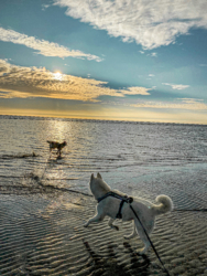 Vanausbau-Vanlife-Sprinterausbau-Wohnmobil-Selbstausbau-Deutsch-Anleitung-Van_Tusky-Sankt-Peter-Ording-Strand-Vanlife-Husky-Nordsee