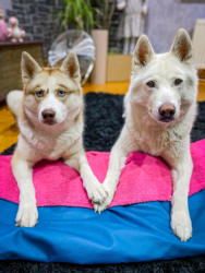 Vanausbau-Vanlife-Sprinterausbau-Wohnmobil-Selbstausbau-Deutsch-Anleitung-Van_Tusky-Hunde-Schlafsack-Plüschbüddel-Hundebett-Schlafplatz