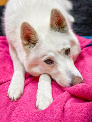 Vanausbau-Vanlife-Sprinterausbau-Wohnmobil-Selbstausbau-Deutsch-Anleitung-Van_Tusky-Hunde-Schlafsack-Plüschbüddel-Hundebett-Schlafplatz-husky